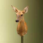 Reebok Zomervacht V Taxidermie Opgezette Dieren By Max, Verzamelen, Dierenverzamelingen, Ophalen of Verzenden, Nieuw, Wild dier