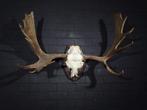 Very Large Northern Elk/Moose Schedel - Alces alces - 50 cm, Verzamelen, Dierenverzamelingen, Nieuw