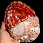 Superbe rouge orange nacre Haliotis Rufescens – Abalone, Nieuw