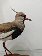 Chilense fazant Taxidermie volledige montage - Vanellus, Nieuw