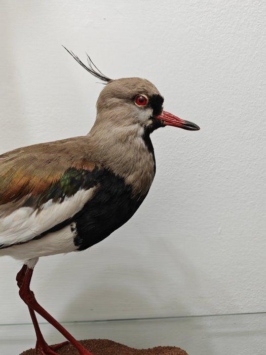 Chilense fazant Taxidermie volledige montage - Vanellus, Verzamelen, Dierenverzamelingen