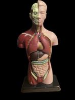Anatomisch model- kunststof - 1960-1970, Antiquités & Art, Curiosités & Brocante