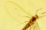 Birmese barnsteen - Ephemeroptera - Meivlieg 5 mm -