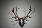 Large Red Stag - skull on shield - Taxidermie wandmontage -, Nieuw