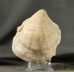 Extra mooie schelp met twee zijden bewaard en de kleur, Verzamelen