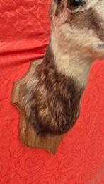 Steenbok - Gemzen Taxidermie volledige montage - Rupicapra