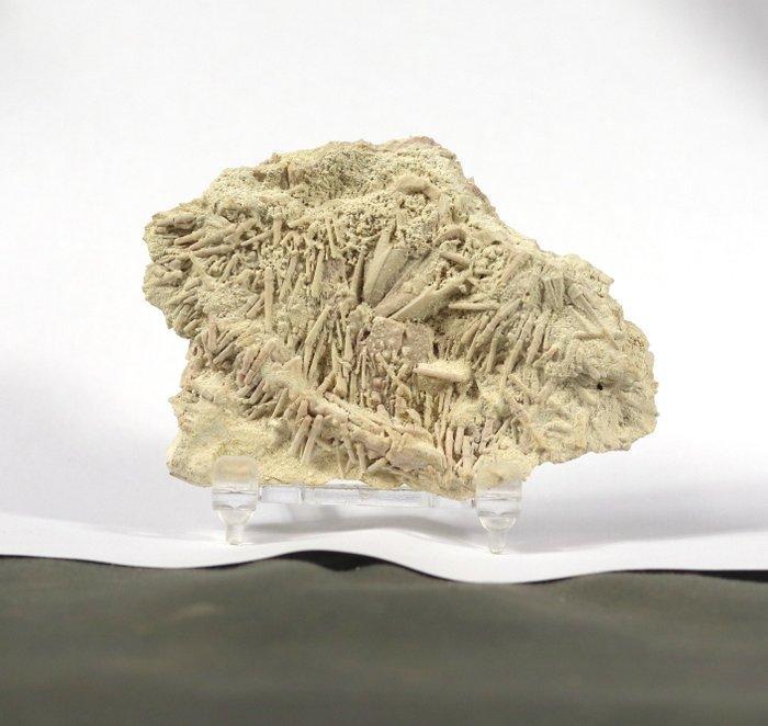 Stekelhuidige met mond en stekels - Gefossiliseerd dier -, Verzamelen, Mineralen en Fossielen