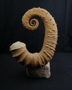 Ammoniet - Gefossiliseerde schelp - Ammonite fósil, Verzamelen