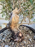 Bonsai van Olea europaea - Hoogte (boom): 35 cm - Diepte