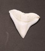 Carcharhinus longimanus Tand - Carcharhinus longimanus. -