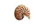 zeldzame soort Nautilus-schelp  16cm  ZEER ZELDZAME SOORT, Verzamelen, Nieuw