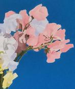 Antonio Perotti - Still Life Vaso in vetro con fiori