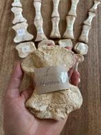 Mosasaurus - Fossiel skelet