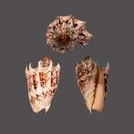 Kaiserkrone - PERFEKT - top donkere patroon Taxidermie