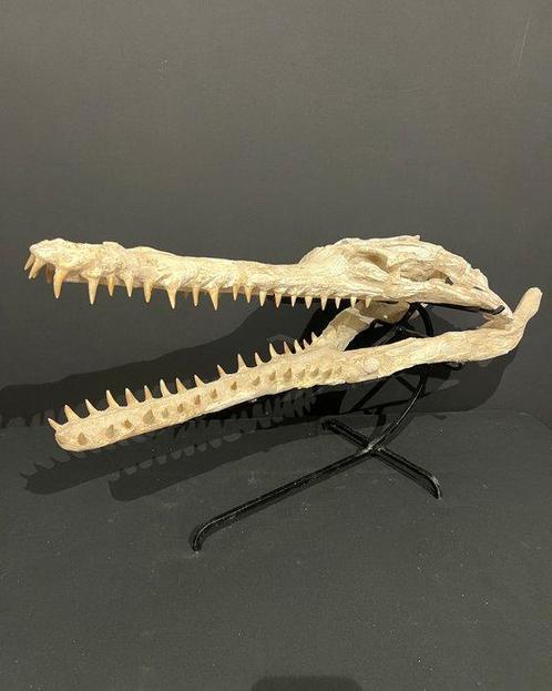 Een zeldzaam en uniek XXL-stuk van Crocodile GAVIAL -, Verzamelen, Mineralen en Fossielen