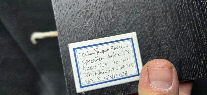 Hermelijn in winterovergangsjas uit Barbaoni-collectie -, Verzamelen, Dierenverzamelingen