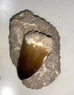 Fossiele tand - mosasaurio - 5 cm - 4 cm (Zonder