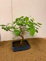 Morus - Hoogte (boom): 40 cm - Diepte (boom): 32 cm -