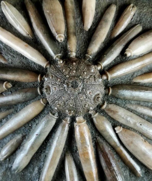 Fossiele zeester!!! - Schild met radiolen - Gefossiliseerd, Verzamelen, Mineralen en Fossielen