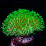 Sarcophyton Neon Groen S  (Ong. 5 cm), Dieren en Toebehoren