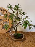 Azalea bonsai (Rhododendron) - Hoogte (boom): 31 cm - Diepte