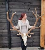 Crâne de cerf géant XXL Crâne - Cervus elaphus - 130 cm -