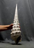 Reusachtige fossiele schelp - - Gefossiliseerd dier -