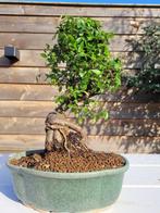 Chinese iep bonsai (Ulmus parviflora) - Hoogte (boom): 28 cm