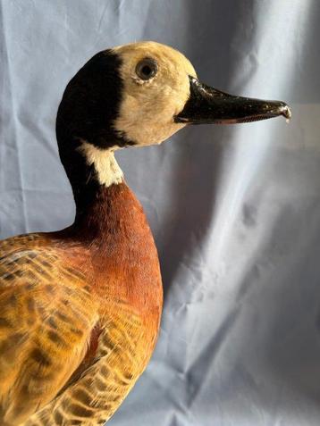 Witte-gezicht Fluitende Eend Taxidermie volledige montage -, Verzamelen, Nieuw