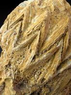 Weekdier - Gefossiliseerde schelp - Rastellum carinatum -, Verzamelen, Mineralen en Fossielen