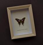 Papillon Support de corps entier pour taxidermie - Graphium, Verzamelen, Nieuw