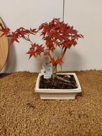 Japanese maple bonsai (Acer palmatum) - Hoogte (boom): 23 cm