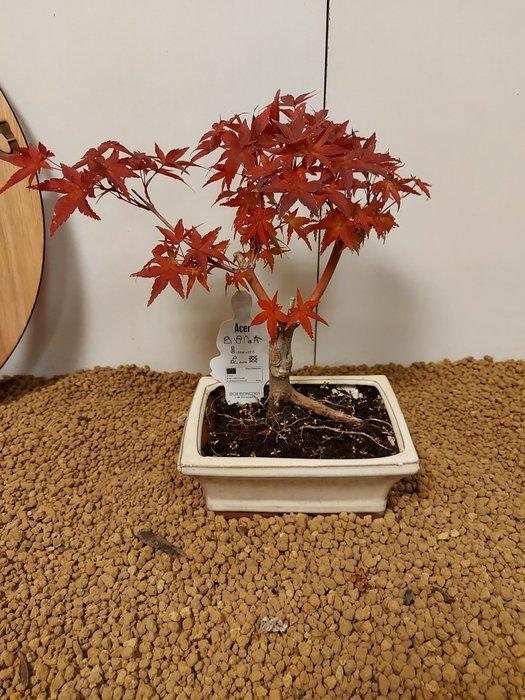 Japanese maple bonsai (Acer palmatum) - Hoogte (boom): 23 cm, Antiek en Kunst, Curiosa en Brocante