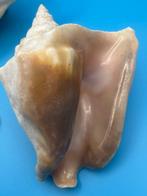 Gastropode Zeeschelp - Macrostrombus costatus (Zonder