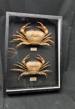 Museum Presentation of good Cameroon very large Freshwater, Nieuw