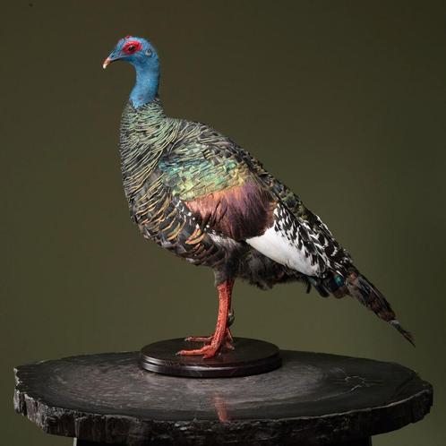 Pauwkalkoen Taxidermie Opgezette Dieren By Max, Verzamelen, Dierenverzamelingen, Opgezet dier, Nieuw, Vogel, Ophalen of Verzenden