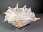 Grote spinconch Zeeschelp - Lambis truncata (Zonder