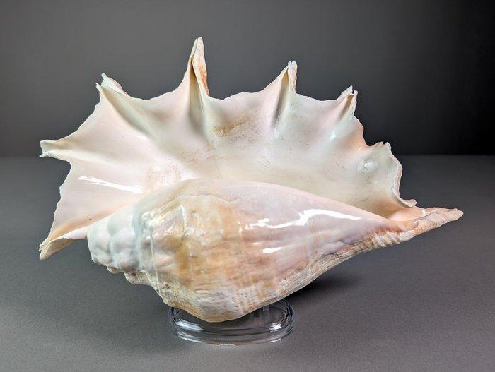 Grote spinconch Zeeschelp - Lambis truncata (Zonder, Collections, Collections Animaux