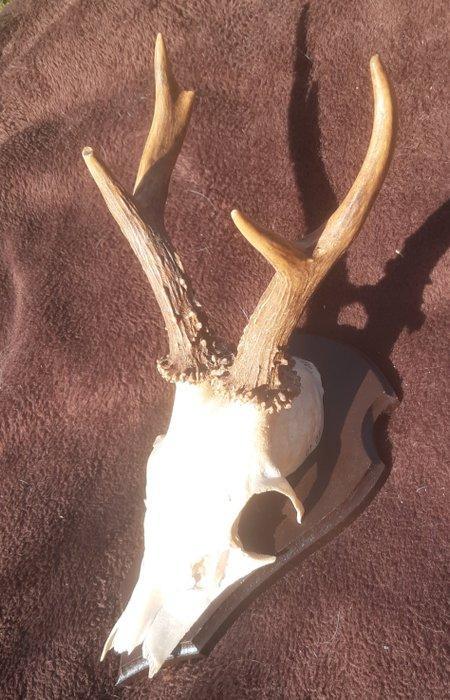Reebok Schedel met gewei - Capreolus capreolus - 30 cm - 30, Antiek en Kunst, Curiosa en Brocante