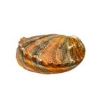 Black abalone Squelette - Haliotis cracherodii