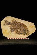 Vis - Gefossiliseerd dier - 21 cm - 33 cm, Collections, Minéraux & Fossiles
