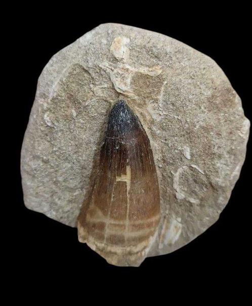 Zeereptiel - Fossiele tand - mosasaurio - 6 cm (Zonder, Verzamelen, Mineralen en Fossielen