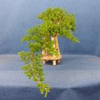Jeneverbes bonsai (Juniperus) - Hoogte (boom): 11 cm -