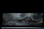 Fossiel - Fossiele matrix - Mixosaurus - 88 cm - 27.5 cm