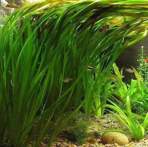 Aquariumplant - Vallisneria Spiralis bos, Dieren en Toebehoren, Vissen | Aquaria en Toebehoren, Verzenden