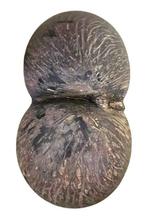 Collection thématique - Coco De Mer - CITES Annexe III,, Nieuw