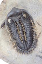 Trilobiet ventrale preparatie - Fossiel rugschild -, Collections