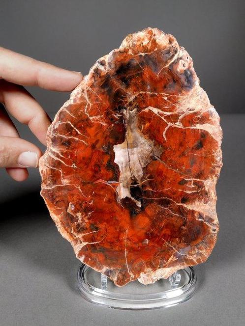 Verbazingwekkende fossiele rode houtschijf - Gefossiliseerde, Verzamelen, Mineralen en Fossielen