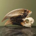 Witpootneushoornvogel M Schedel, Ophalen of Verzenden, Nieuw, Vogel, Opgezet dier
