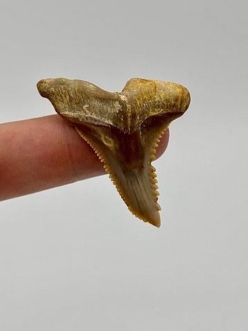 Hemipristis Serra, dentsde-scie - Dents fossiles -, Collections